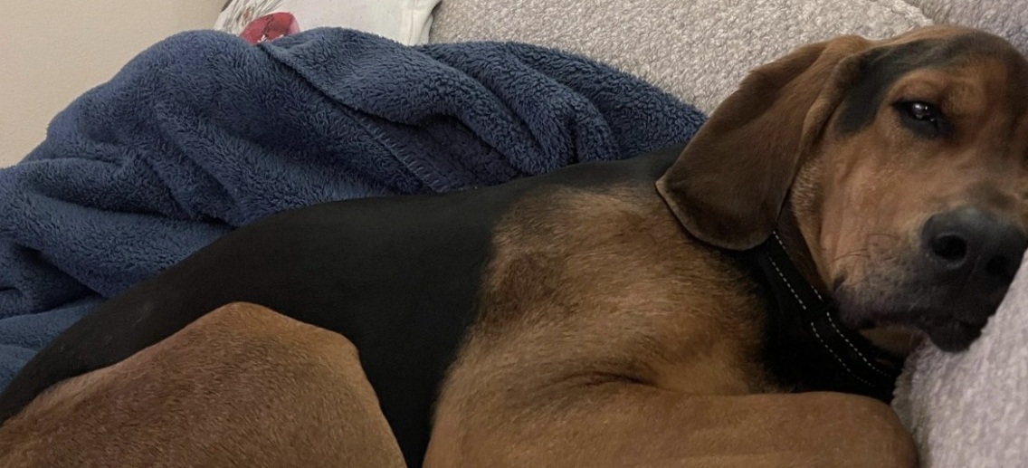 Gravemente ferito e sanguinante, Bodie appare su un portico. Curato e accolto, non se ne va più e diventa parte della famiglia che lo ha salvato.