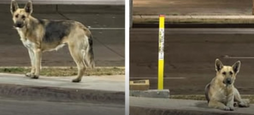 Pastore tedesco vive per strada da un anno, rifugio chiede aiuto per salvarla