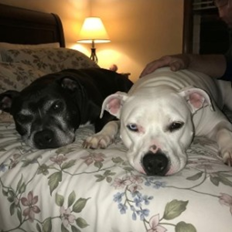 Rimasto solo dopo quarantadue anni di matrimonio, un uomo entra in un rifugio senza voler adottare e ne esce con due cani anziani rifiutati da tutti.