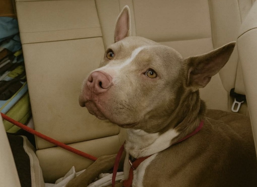 Matilda, dieci mesi, finisce sulla lista per l’eutanasia in rifugio. Non per pericolosità, ma per la sua energia. Salvata all’ultimo momento.