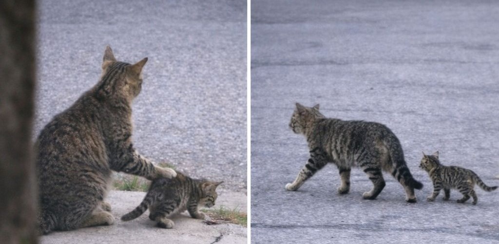 Nel quartiere un gatto anziano protegge un cucciolo randagio, bloccandolo prima di attraversare la strada e insegnandogli ad aspettare il momento giusto.