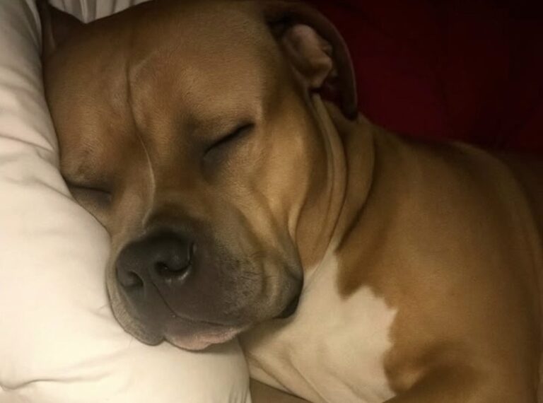 Dormire accanto a una persona per un cane significa sentirsi protetto, accolto e al sicuro. Un gesto silenzioso che racconta un legame profondo e autentico.