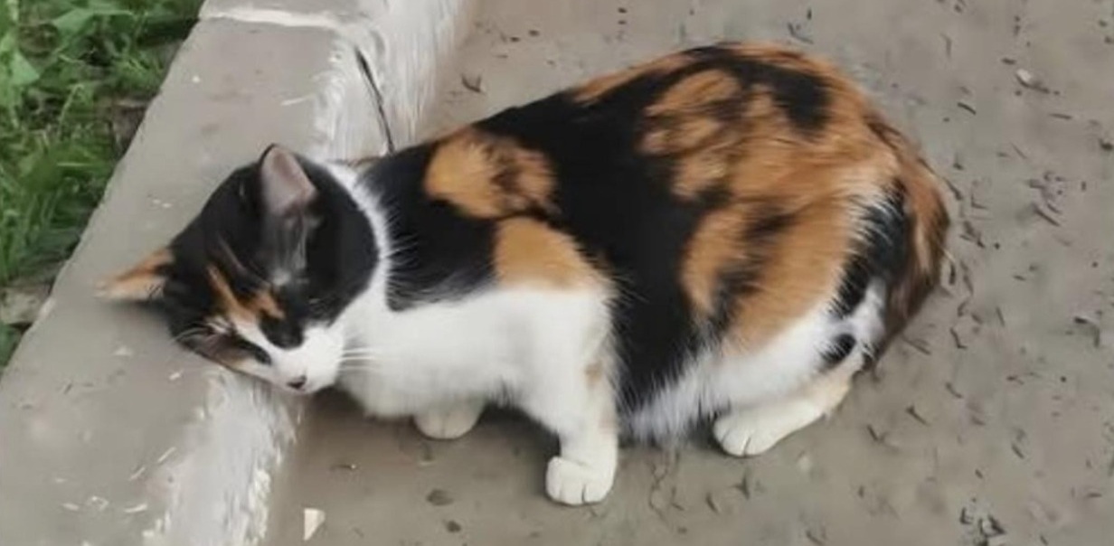 Una gatta tricolore viene notata immobile lungo una strada trafficata. Debole e malata, viene soccorsa e avviata a un percorso di cura e recupero.