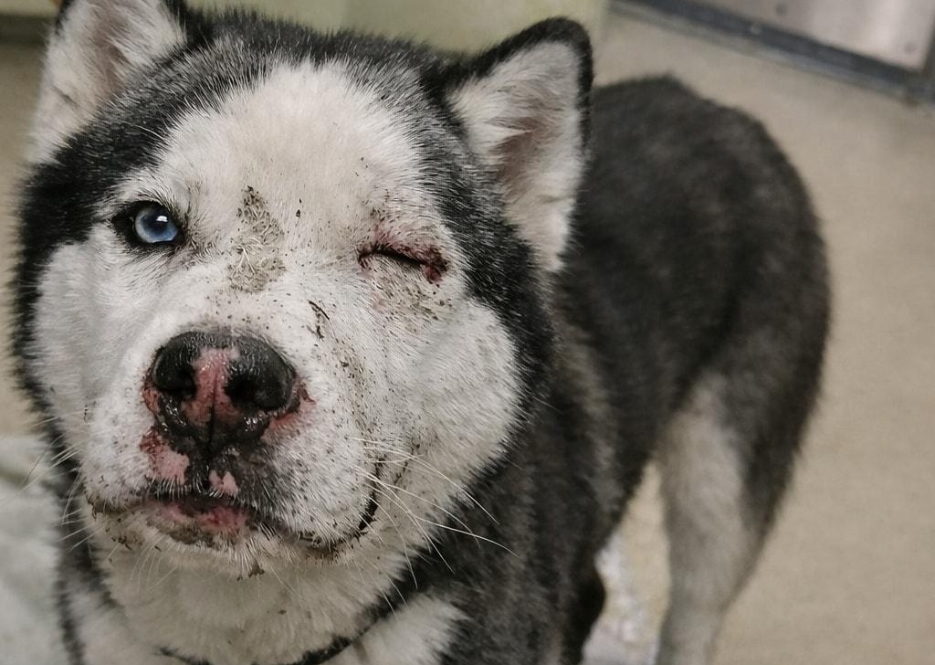 Trovato la vigilia di Natale con ferite da arma da fuoco al volto e a una zampa, Wallace viene operato d’urgenza e, nonostante tutto, mantiene un’indole dolce.