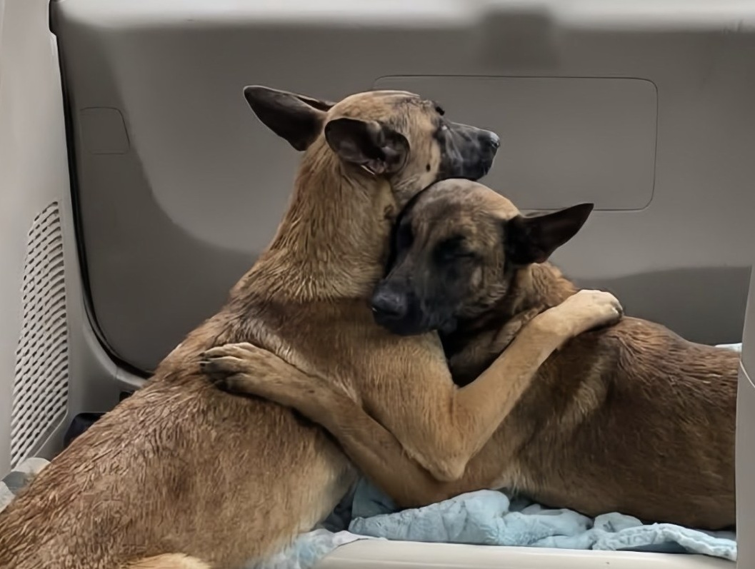 Due cani vengono rinvenuti in un fossato, stremati e coperti di fango. Restano stretti l’uno all’altro durante il soccorso e il trasporto, superando insieme la fase più critica.