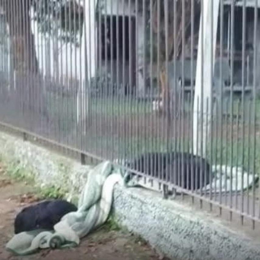 La cagnolina Lana, diventata simbolo di empatia nel 2017 a Ivoti, è morta. Il suo gesto di solidarietà continua a essere ricordato in tutto il Brasile.