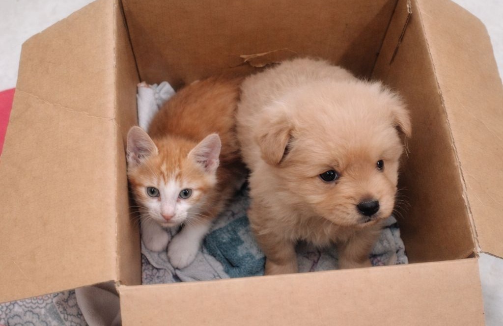 Un cucciolo e un gattino abbandonati in una scatola, lasciati sotto il sole di un mercatino. Salvati in tempo, oggi entrambi hanno trovato una nuova vita.