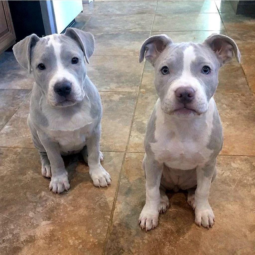 Dopo la perdita del loro cane e con i figli ormai grandi, una coppia di 66 anni arriva a un evento di adozione convinta solo di guardare. Ne esce con due cuccioli.