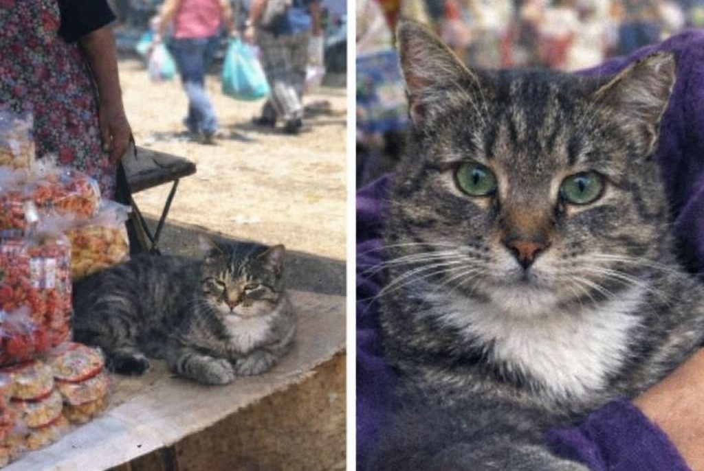 Dopo quattro anni dalla scomparsa alla stazione degli autobus di Monterrey, una donna ritrova il suo gatto Nerón per caso in un mercato di Querétaro.