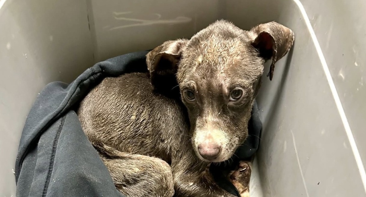Un cucciolo trovato immobilizzato in una pozza di catrame viene salvato dopo un lungo intervento. Liberato, curato e adottato, oggi vive una nuova vita.