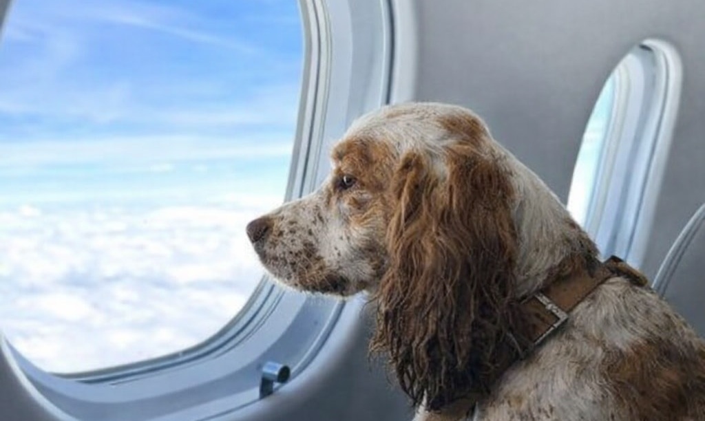 Durante l’imbarco di un volo, un passeggero protesta per la presenza di un cane infangato. In pochi minuti emerge la verità sul suo ruolo in un’operazione di salvataggio.