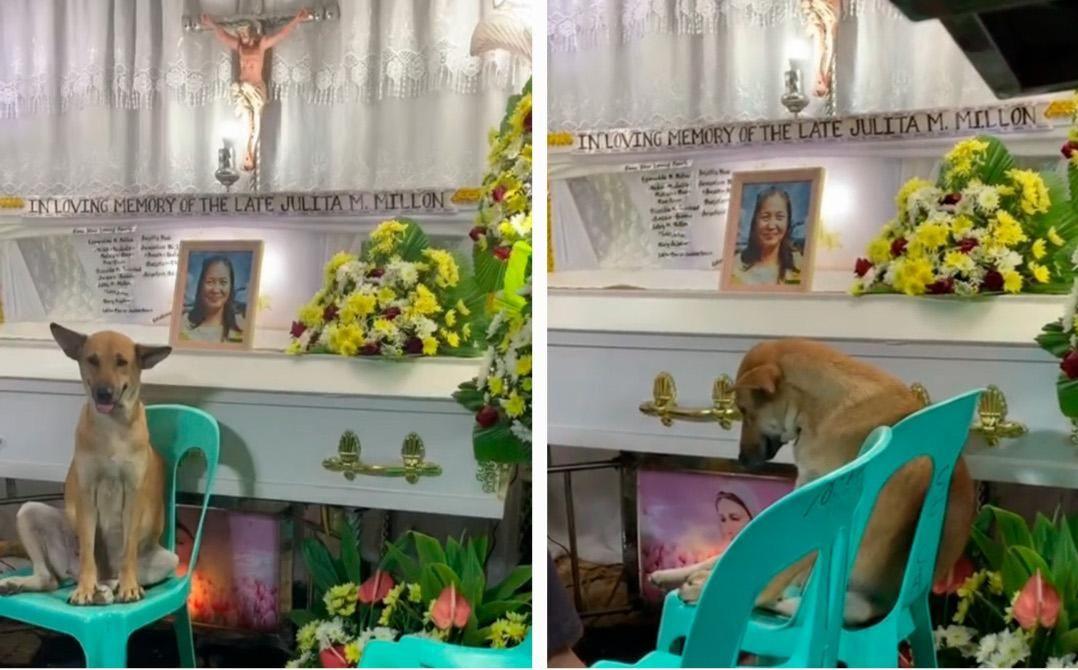 Durante una camera ardente a Santa Rosa, una cagnolina resta immobile accanto alla bara della sua umana. Non abbaia, non si muove: aspetta chi non tornerà più.