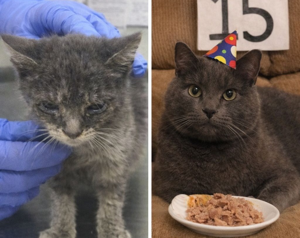 Trovato in un capannone in condizioni disperate, dato per spacciato da un veterinario, Nebbia è sopravvissuto e oggi festeggia quindici anni di vita condivisa.