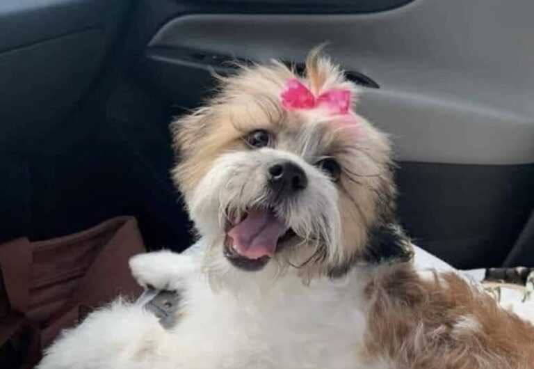 Una cagnolina vissuta per anni isolata su un balcone viene adottata. Il primo viaggio in auto segna l’inizio di una nuova vita fatta di presenza, rispetto e famiglia.