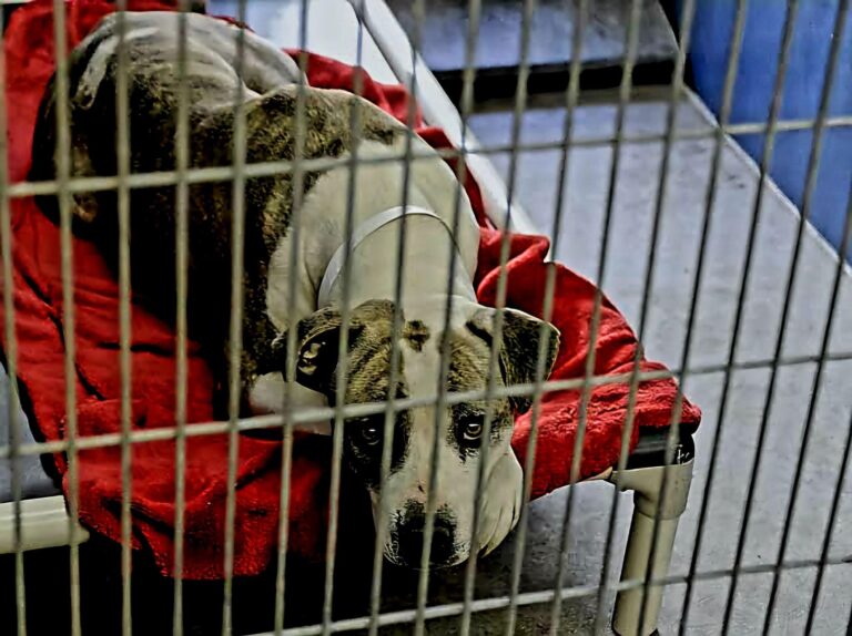 Il 3 gennaio 2026 un cane anziano viene affidato a un rifugio per impossibilità di accudimento. Dopo giorni di attesa silenziosa, il 21 gennaio una giovane coppia lo adotta.