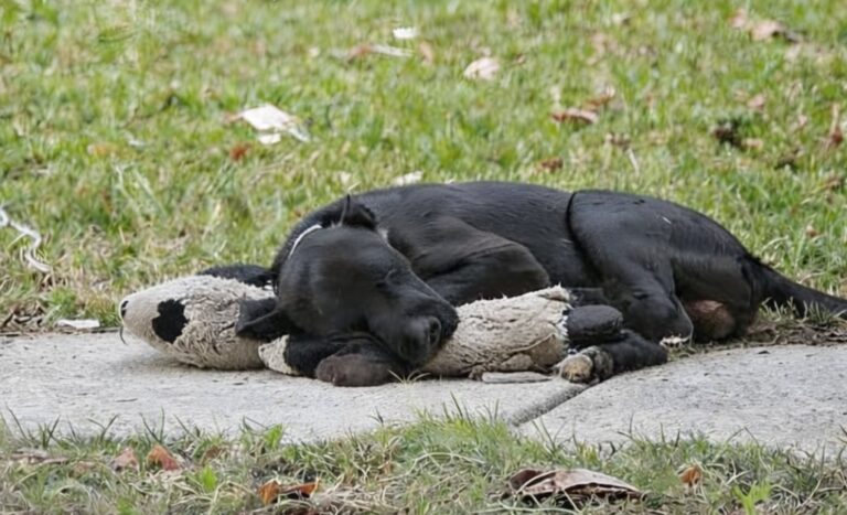 Un cane nero aveva stretto un legame costante con un neonato. Dopo la morte improvvisa del bambino, l’animale scompare e viene ritrovato con il suo peluche.
