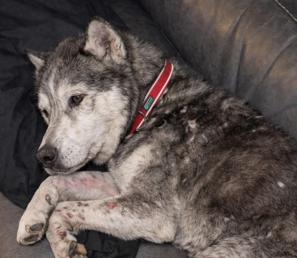 Nessuno lo guardava più. Raggomitolato in un angolo, aveva smesso di sperare. Poi qualcuno ha aperto quella gabbia e lo ha scelto davvero.