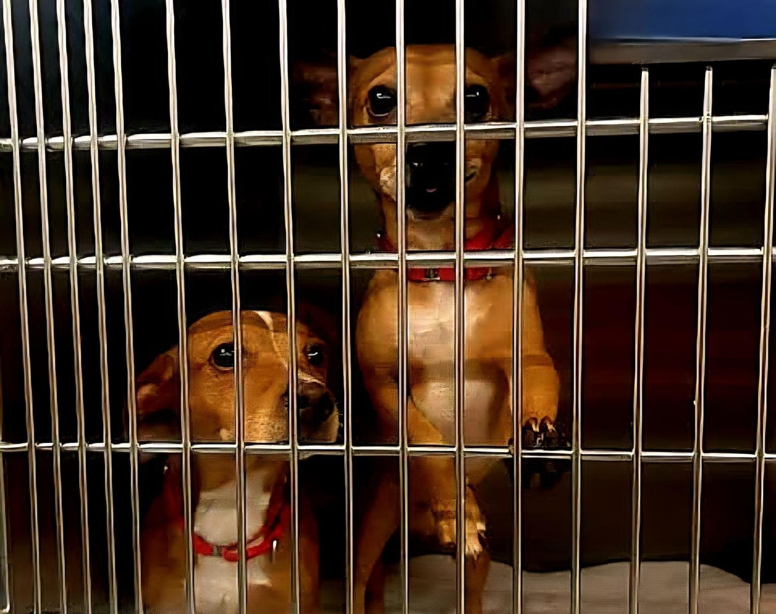 Nel giorno dell’anniversario della morte del suo cane, entra in un canile solo per donare coperte. Ne esce adottando due cuccioli che rischiavano la separazione definitiva.