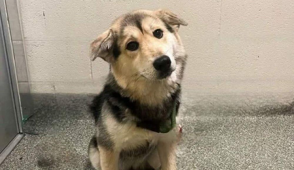 Consegnato in rifugio perché meticcio, un cucciolone di un anno viene scelto lo stesso giorno da una coppia che vede oltre l’etichetta.
