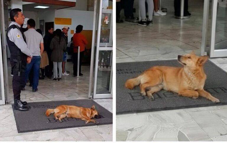 Un cane randagio entra in una banca per sfuggire al caldo soffocante. Nessuno lo allontana: clienti e personale scelgono il rispetto e l’umanità.