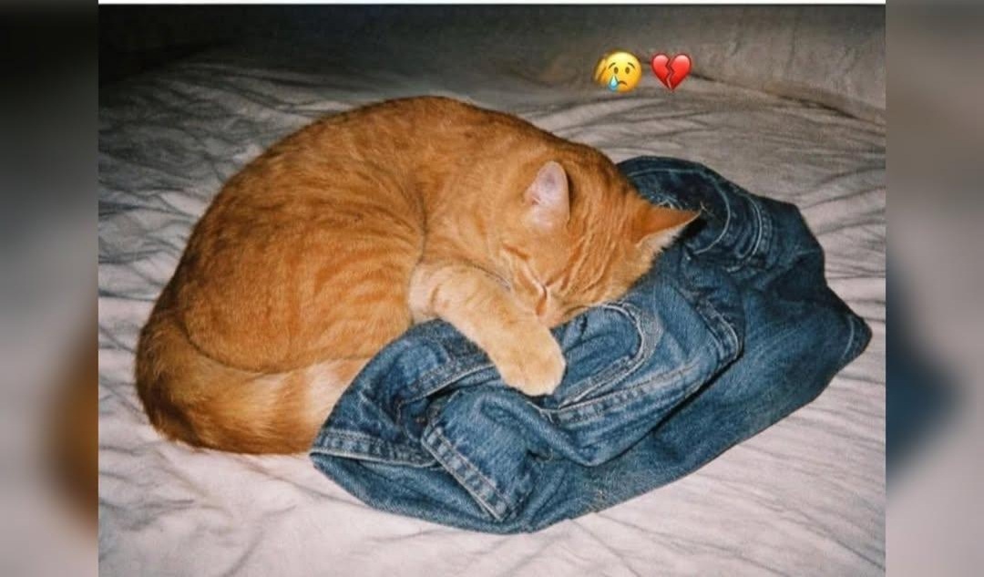 Dopo un incidente mortale, un gatto manifesta il dolore del lutto cercando conforto nell’odore dell’uomo che amava, custodito in una vecchia giacca.