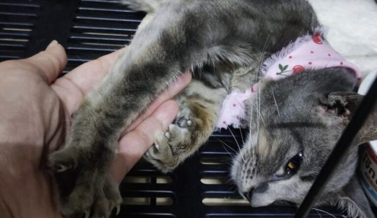 Una gattina ridotta pelle e ossa si avvicina per chiedere aiuto. Ricoverata d’urgenza, i veterinari diagnosticano il tifo felino e avviano le cure.