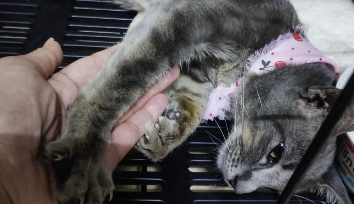 Una gattina ridotta pelle e ossa si avvicina per chiedere aiuto. Ricoverata d’urgenza, i veterinari diagnosticano il tifo felino e avviano le cure.