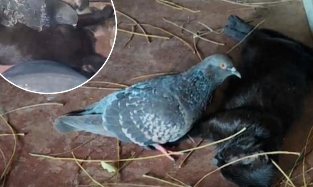 In Iraq, una gatta randagia nera in attesa dei suoi cuccioli riceve aiuto quotidiano da un piccione, dando vita a un’alleanza inattesa che ha emozionato il mondo.