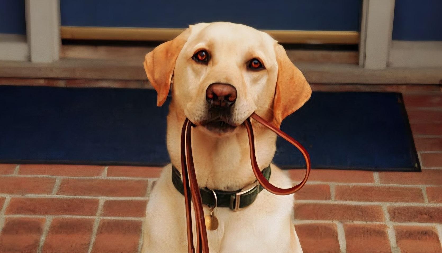 Aqua, Labrador di tre anni, viene lasciato in rifugio convinto di uscire a passeggio. Dopo settimane di attesa davanti alla porta, trova finalmente una nuova famiglia.