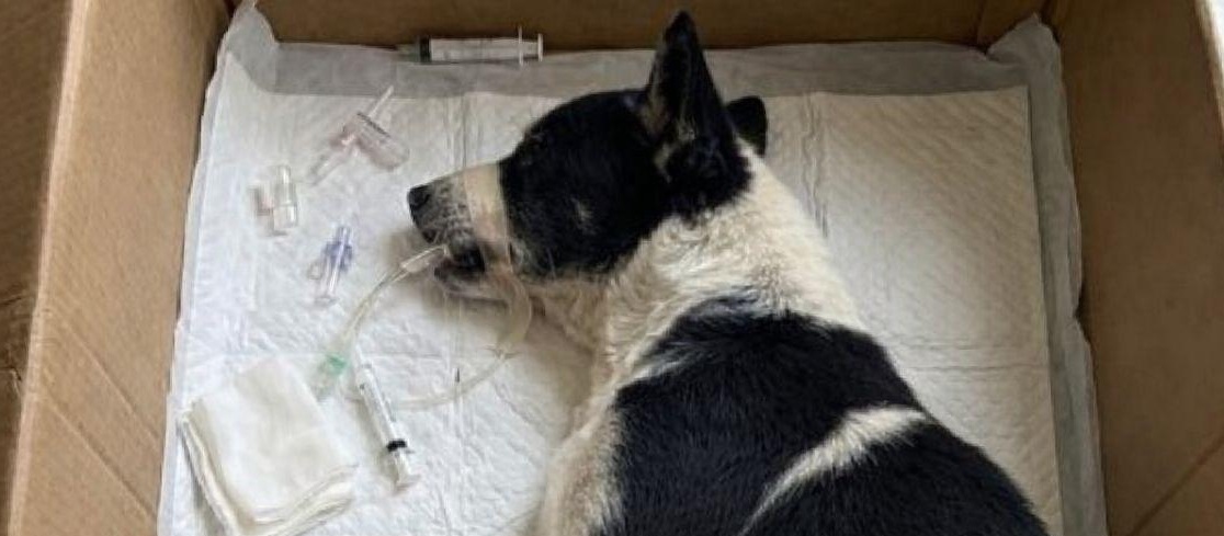 Un cane abbandonato in una scatola arriva in fin di vita in ospedale. Curato e amato fino all’ultimo respiro, si spegne dopo tre giorni.