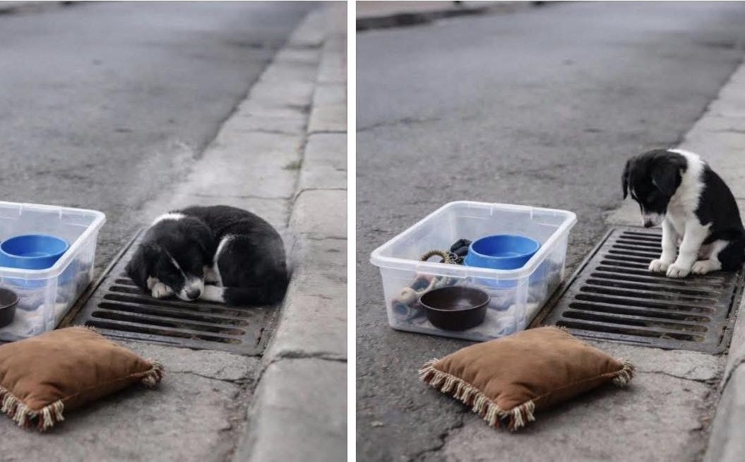Durante un trasloco, un cane viene lasciato all’angolo con ciotole e cuscino. Non comprende l’addio e resta in attesa, mentre l’odore della famiglia svanisce.