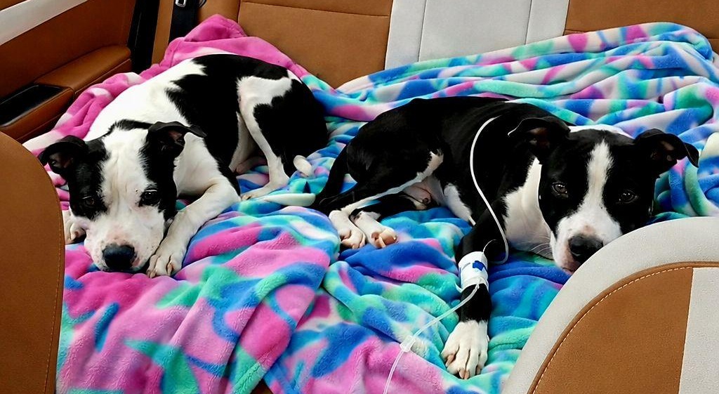 Dopo lo sfratto di una famiglia, due cani vengono lasciati senza cibo né acqua. Un vicino scavalca la recinzione e li salva poche ore prima della morte.