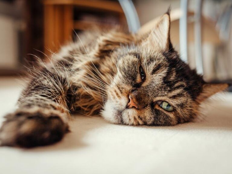 Una convivenza durata diciotto anni si interrompe con l’addio a una micia anziana. Nel giardino, un gesto inatteso del gattino più giovane racconta un legame profondo.