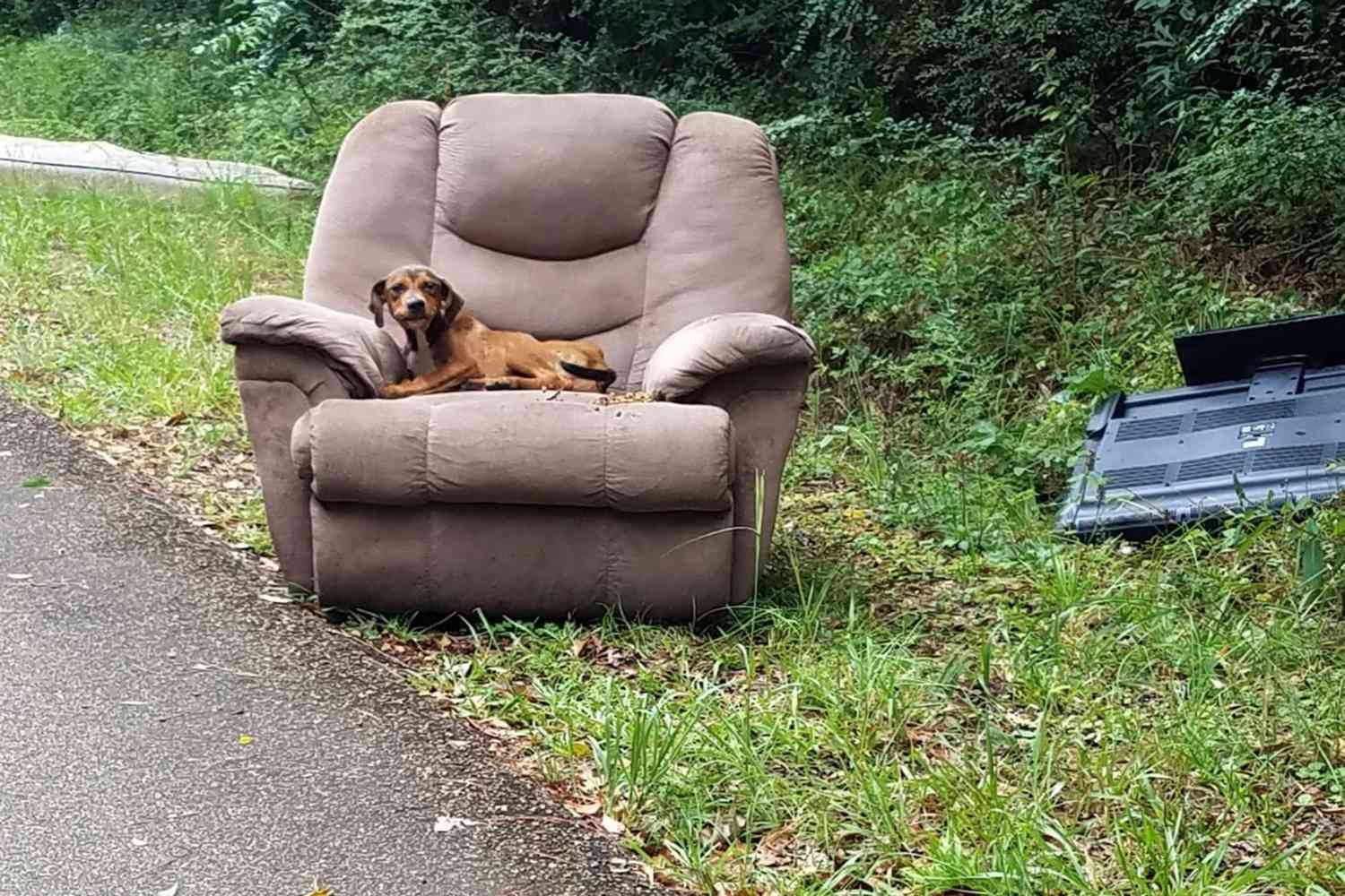Un cane abbandonato resta per due giorni sul luogo dell’addio, rifiuta aiuto e viene portato via solo contro la sua volontà, convinto che la sua famiglia tornerà.