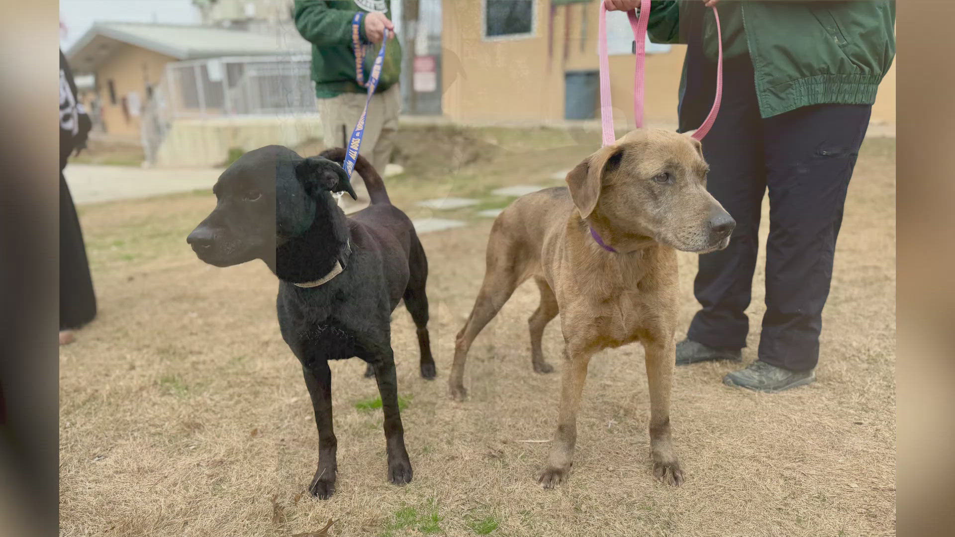 Un uomo colpito da un grave lutto adotta una cagna da un rifugio. Il giorno dopo l’animale torna volontariamente indietro per recuperare il cane a cui era legata.