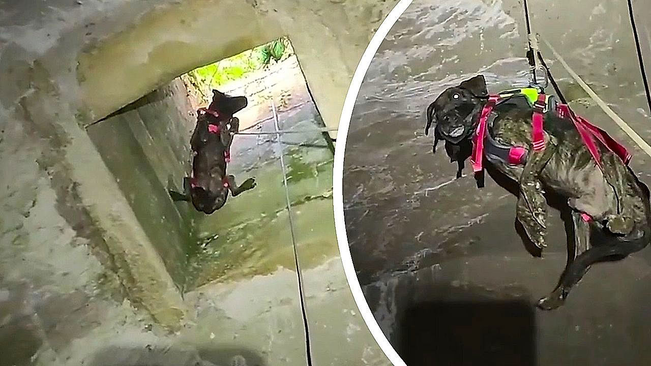 Incatenato e picchiato per anni, un cane è fuggito e caduto in un pozzo abbandonato: trovato vivo dopo giorni, era in condizioni critiche ma ha resistito.