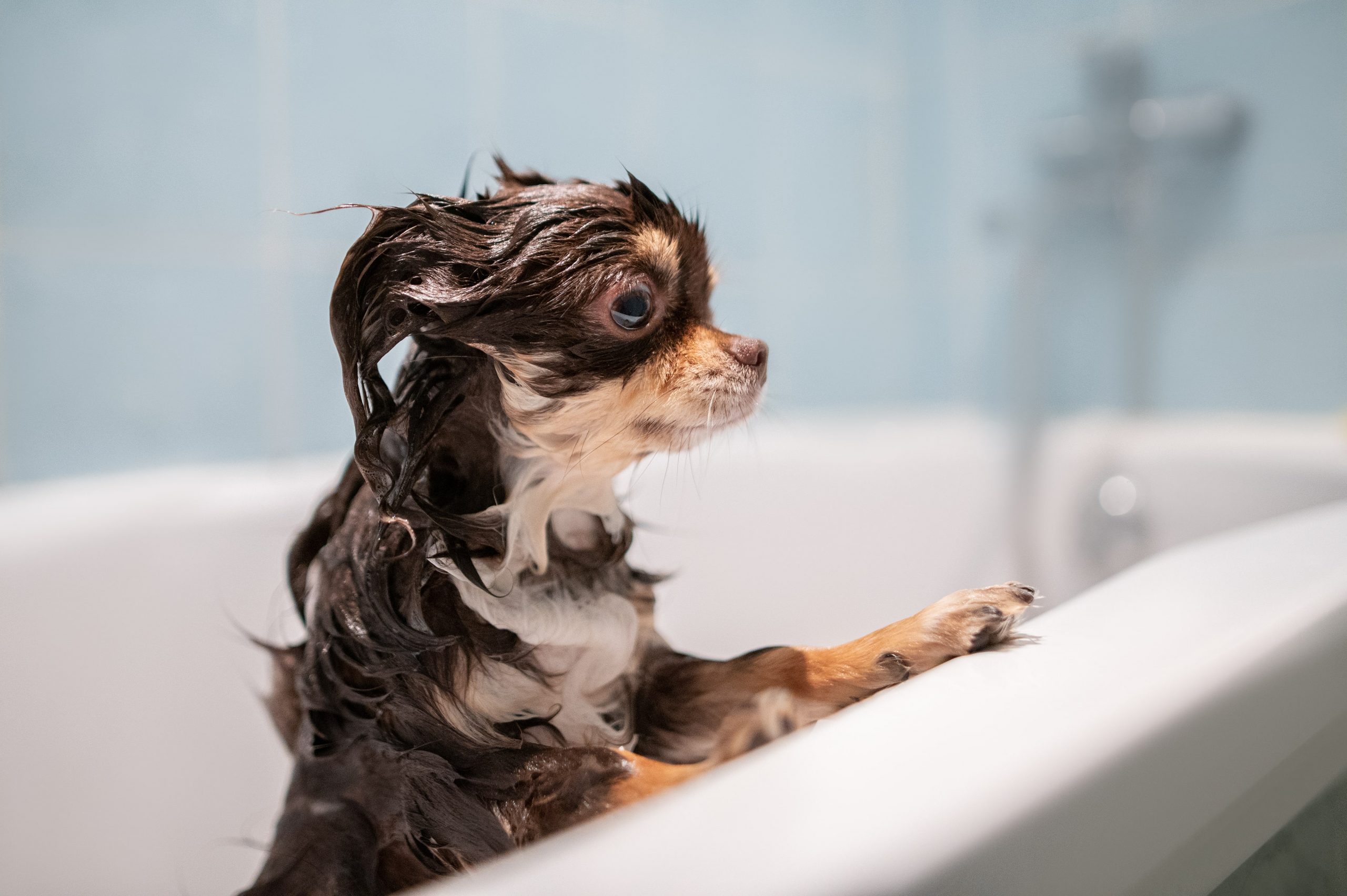 Un video girato in una clinica veterinaria mostra un giovane operatore che calma un cane traumatizzato durante il bagno, rivelando le ferite invisibili dell’abbandono. Il video che sembra dolce, ma racconta una paura profonda Il filmato, diventato virale sui social, mostra un giovane all’interno di una clinica veterinaria mentre lava con estrema delicatezza un piccolo cane. Le immagini, a un primo sguardo, sembrano semplicemente tenere: il ragazzo sorride, canta a bassa voce, stringe l’animale a sé e gli dà piccoli baci sulla testa. Tuttavia, dietro quella scena apparentemente serena, si nasconde una realtà ben diversa. Il cagnolino non tremava per l’acqua o per l’ambiente sconosciuto, ma per il contatto umano. Il suo corpo rigido e lo sguardo basso raccontavano una storia di paura appresa, di mani che in passato non avevano portato conforto. La consapevolezza di chi ha capito il trauma Chi si è preso cura di lui ha compreso immediatamente la situazione. Per questo non ha alzato la voce, non ha accelerato i gesti, non ha imposto nulla. Il canto sommesso e i movimenti lenti non erano casuali, ma un modo per comunicare sicurezza. Prima ancora di pulire il corpo, era necessario calmare un cuore segnato dall’esperienza dell’abbandono. Ogni carezza rappresentava una rassicurazione, ogni gesto gentile un messaggio chiaro: «Qui non ti farà male». Un approccio fondamentale per animali che hanno associato il contatto umano alla sofferenza. Il momento che segna una svolta Alla fine del bagno, il cagnolino ha appoggiato la testa sul petto del ragazzo. Non per abitudine, ma per esaurimento emotivo. Era la stanchezza di chi ha atteso a lungo qualcuno capace di trasmettere fiducia. Quel gesto finale, catturato dalle immagini, è ciò che ha colpito maggiormente chi ha visto il video. Non si è trattato solo di un bagno, ma di un primo passo verso la ricostruzione di un legame. Un salvataggio che non ha fatto rumore, avvenuto lontano dai riflettori, fatto di canzoni sussurrate e mani gentili, restituendo a un animale la sensazione di essere finalmente al sicuro.