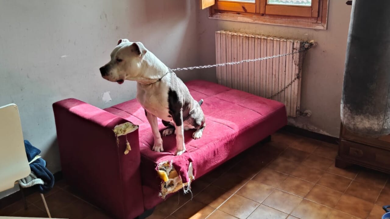 Un cane legato e solo in un appartamento disabitato viene scoperto durante un intervento. Il recupero segna l’inizio di una lenta rinascita dopo abbandono e paura.