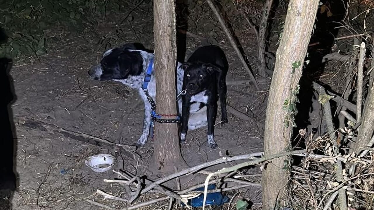 Un cane trovato nel bosco con il muso sigillato da filo metallico viene salvato da un soccorritore. Ora si chiama Survivor ed è in cura, pronto per una nuova vita.