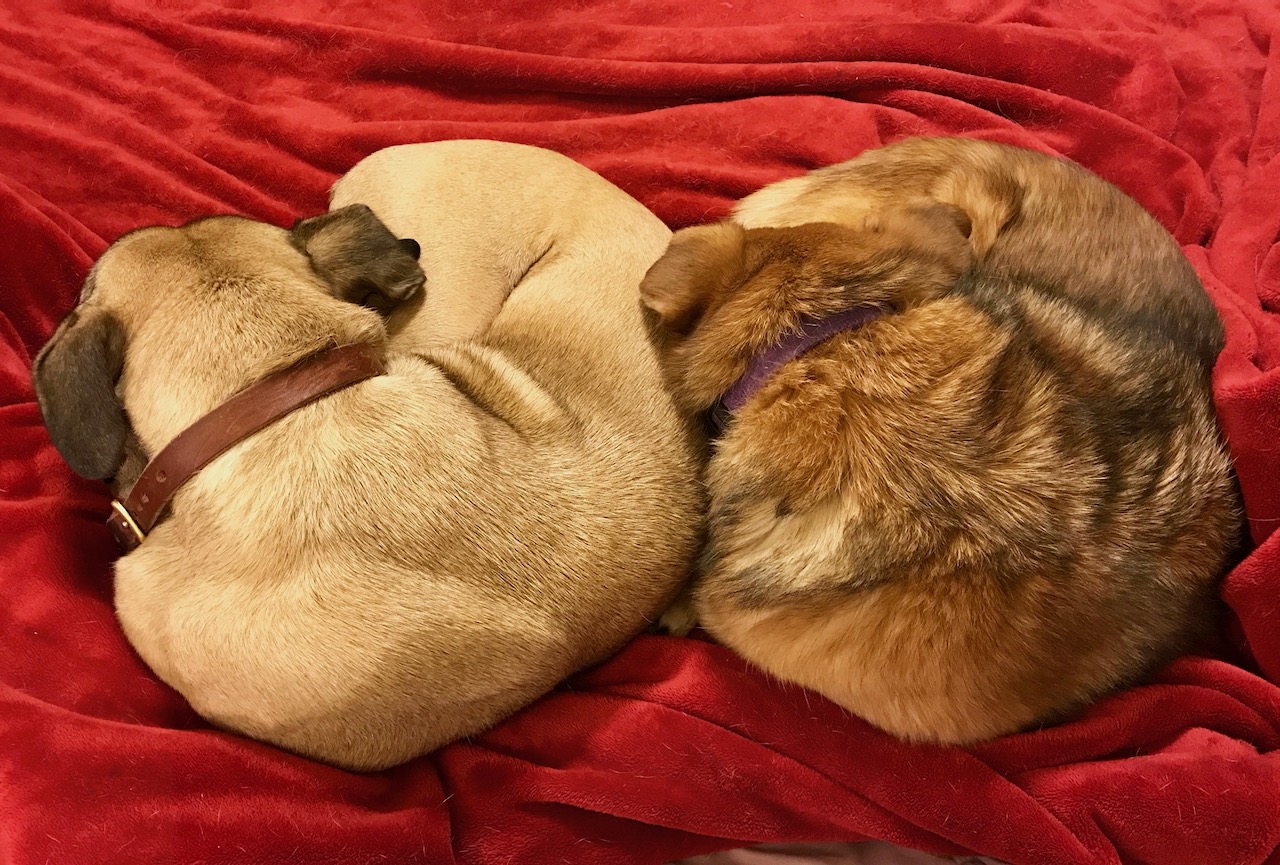 Due cani abbandonati vengono trovati nascosti dietro un cassonetto, malnutriti e feriti. Salvati insieme, oggi vivono al sicuro senza essere mai separati.