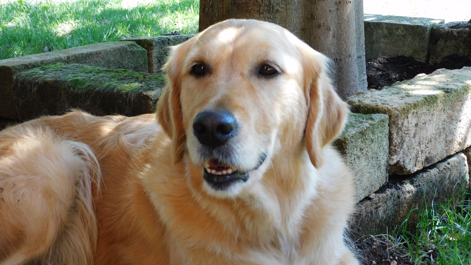 Accolto dal canile come cane a fine vita, un Golden Retriever di quindici anni cambia comportamento dopo poche settimane in casa, mostrando segnali inattesi di vitalità e attaccamento.