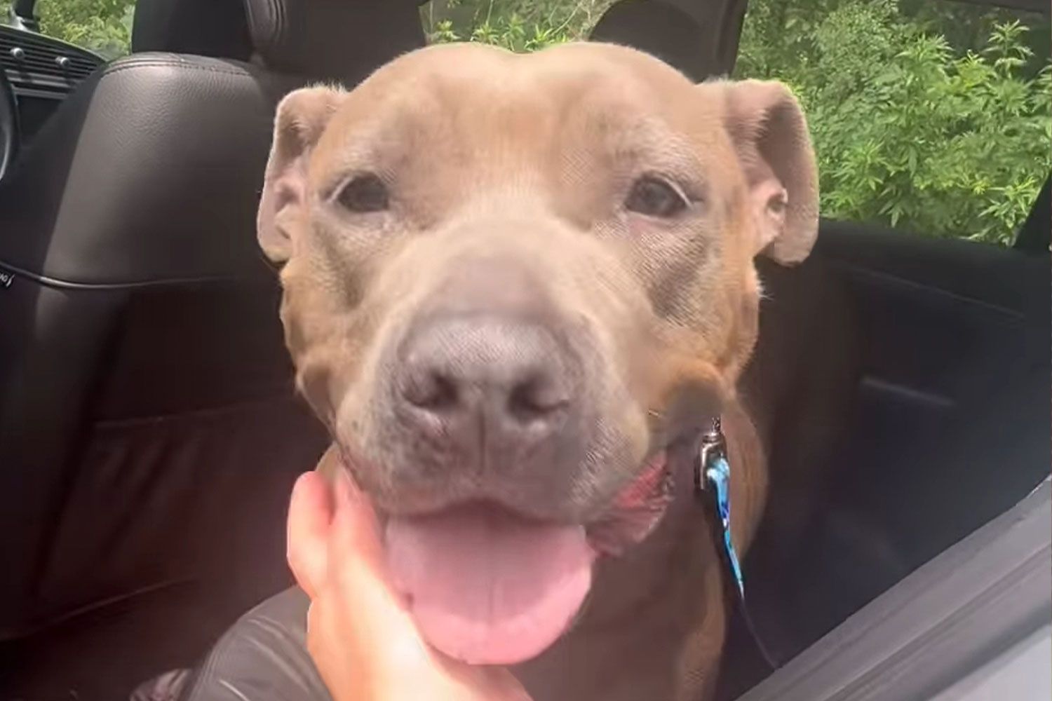 Un cane lascia il rifugio dopo quattro lunghi anni di attesa. La prima corsa in auto verso una nuova casa racconta, senza parole, il significato più autentico della felicità.