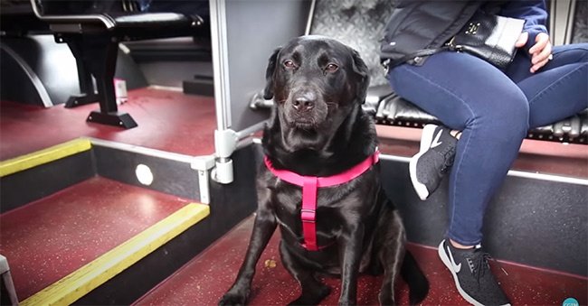 Un cane sale su un autobus, si sistema tra le braccia di un passeggero e si addormenta serenamente: la scena, fotografata durante la corsa, è diventata virale.