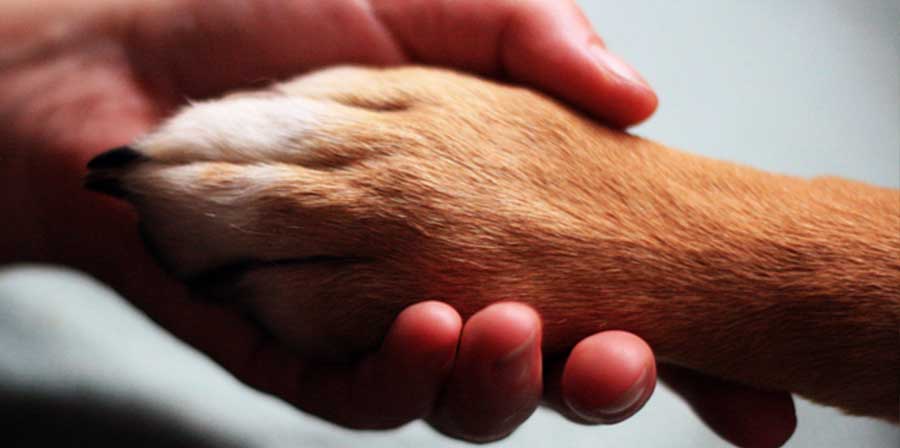 In Alaska, un cane da assistenza ha allertato il personale sanitario durante una crisi del proprietario con paralisi cerebrale, intervenendo autonomamente e restando sempre al suo fianco.