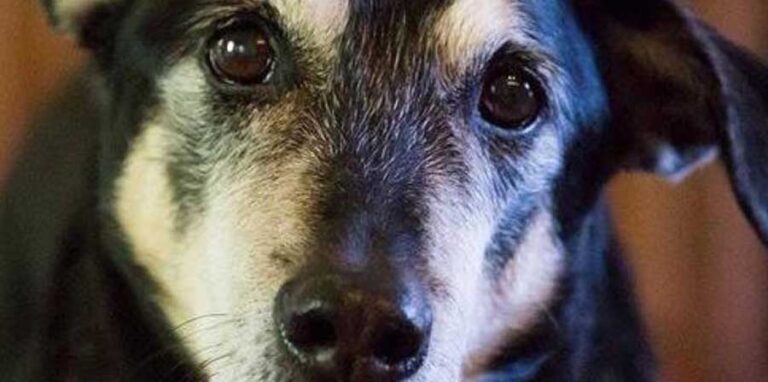 Negli Stati Uniti si è spento Frankie, il cane diventato celebre per la sua capacità di individuare il cancro alla tiroide con l’olfatto, contribuendo alla ricerca scientifica.