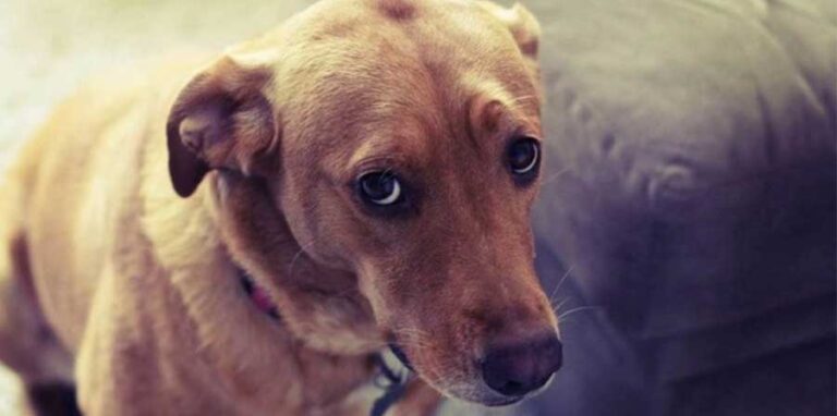 Un cane di tre anni è stato prima lanciato da un’auto in corsa, poi restituito al proprietario e infine sottoposto a eutanasia. Il Tribunale di Rovigo ha condannato il padrone e il veterinario coinvolto.