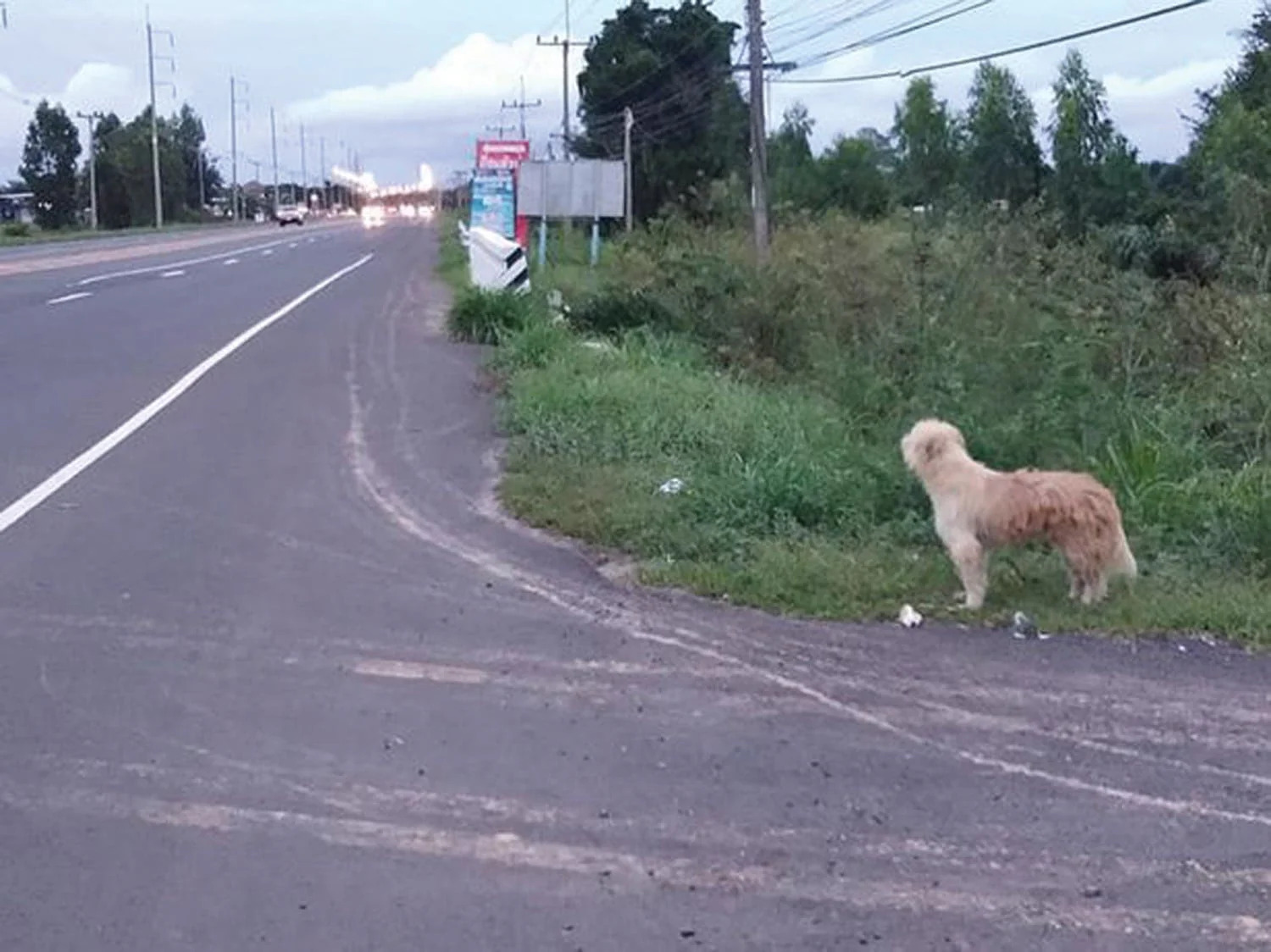 Un cane rimasto solo durante una vacanza ha atteso per quattro anni nello stesso punto in Thailandia, fino al ricongiungimento con la famiglia che lo cercava da tempo.