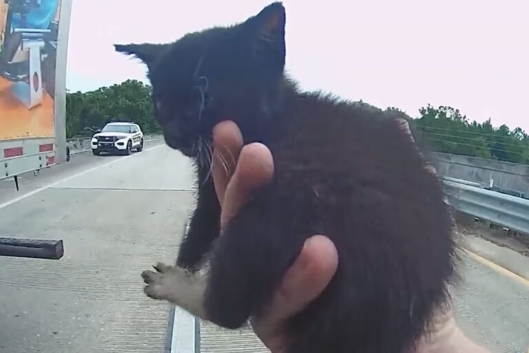 Un gattino viene trovato incollato all’asfalto mentre le auto gli passano sopra. Un automobilista ferma il traffico, lo libera e lo mette in salvo.