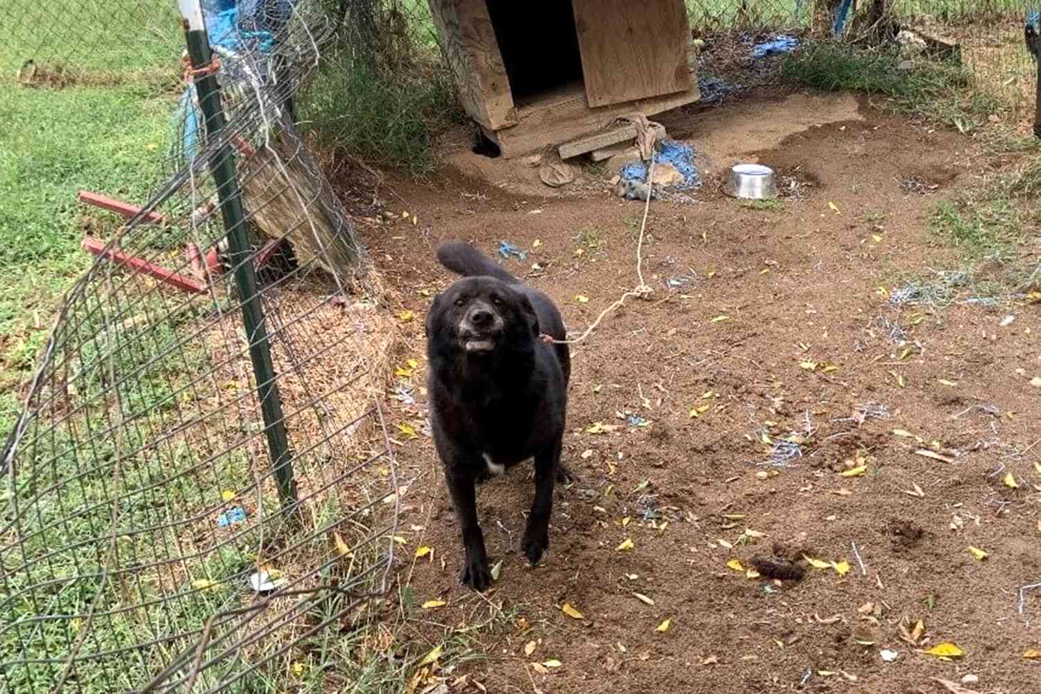 Tenuto incatenato giorno e notte per anni, un cane anziano viene liberato e inizia una nuova vita fatta di cure, affetto e passeggiate sulla spiaggia.