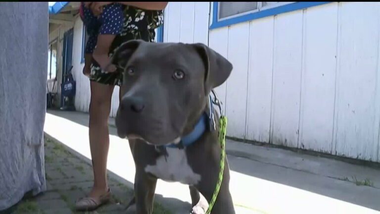 Un Pit Bull di otto mesi salva una bambina di sette mesi da un incendio a Stockton, in California, afferrandola per il pannolino e mettendola in salvo.